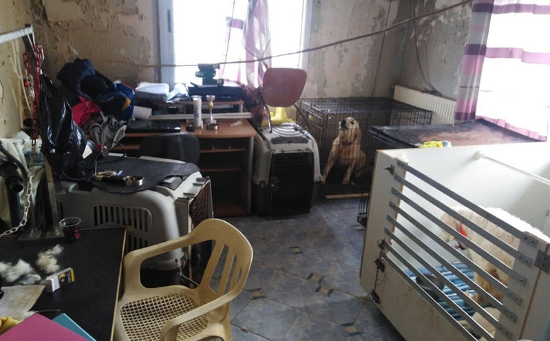 Θεσσαλονίκη: Φυλάκιση με αναστολή στην 60χρονη που είχε 16 σκυλιά σε βρώμικο διαμέρισμα