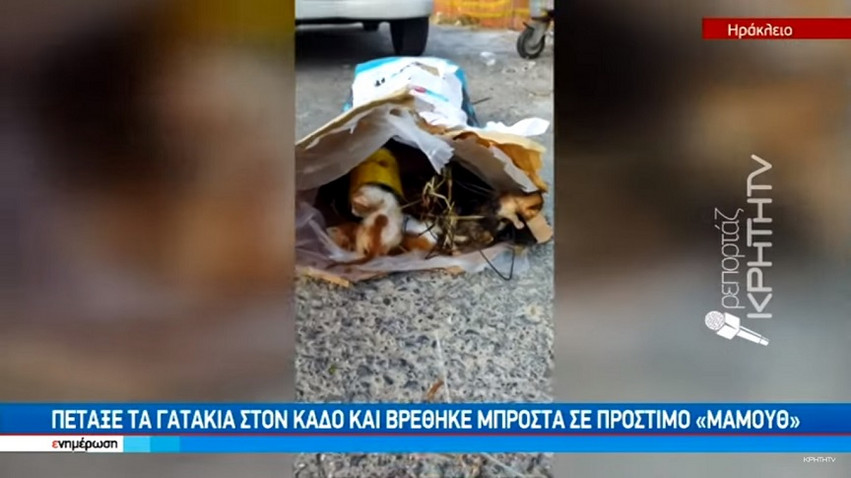 Κρήτη: Πρόστιμο μαμούθ 250.000 ευρώ σε 59χρονο που πέταξε γατάκια σε κάδο απορριμμάτων
