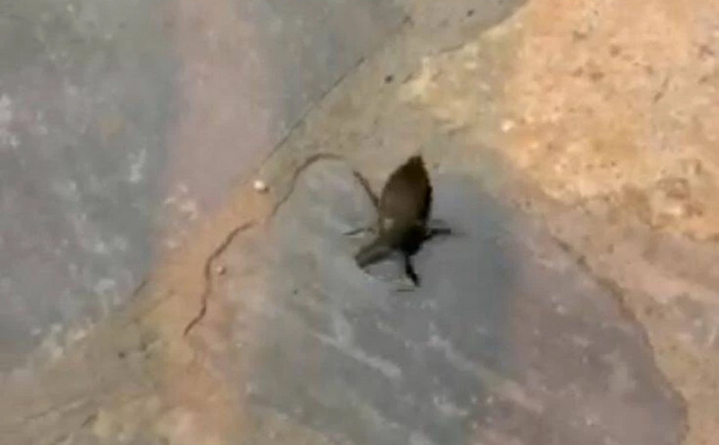 Τρόμος για λουόμενη στη Λάρισα: Είδε δηλητηριώδες σκαθάρι να επιπλέει ανάμεσα στα φύκια