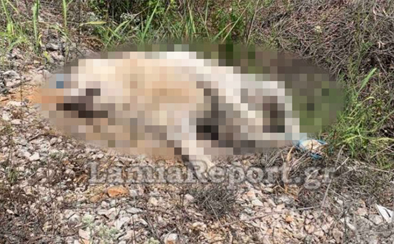 Κτηνωδία στη Στυλίδα: Έδεσαν, βασάνισαν και σκότωσαν ανυπεράσπιστο τσοπανόσκυλο