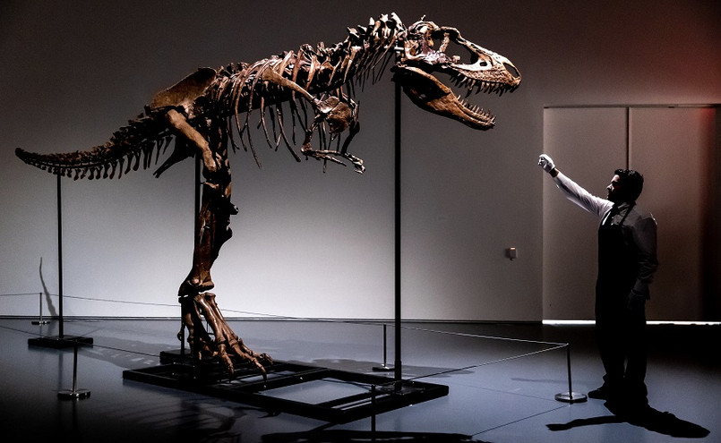ΗΠΑ: Σκελετός δεινοσαύρου πουλήθηκε σε δημοπρασία για 6,1 εκατομμύρια δολάρια