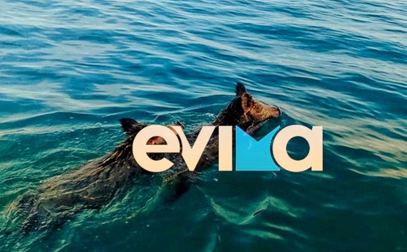 Πανικός στην παραλία Χαλκίδας: Αγριογούρουνα μπήκαν στη θάλασσα και «το σκάσαν» κολυμπώντας