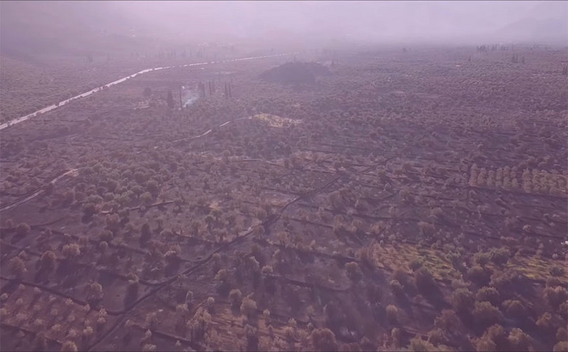 Άμφισσα: Το καταστροφικό πέρασμα της φωτιάς στον Παραδοσιακό Ελαιώνα από βίντεο drone