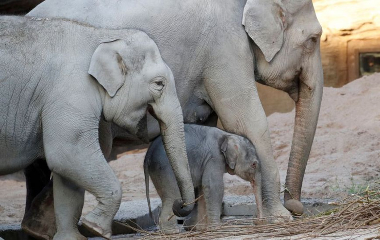 Ελβετία: Και τρίτος ελέφαντας νεκρός από ερπητοϊό στον ζωολογικό κήπο της Ζυρίχης
