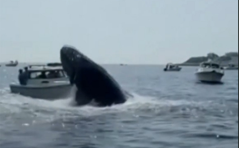 Μασαχουσέτη: Φάλαινα πήδηξε έξω από το νερό και χτύπησε μικρό σκάφος &#8211; Από θαύμα γλίτωσε ο χειριστής
