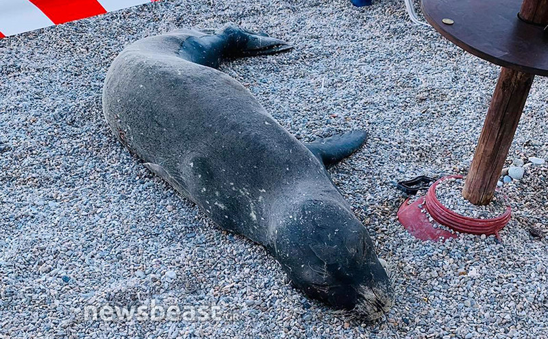 Χτυπημένη φώκια βρήκε καταφύγιο σε παραλία της Λέρου
