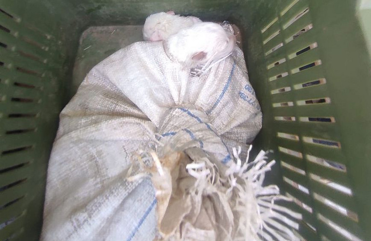 Ηλεία: Άνδρας έβαλε σε τσουβάλι νεογέννητα κουτάβια και ετοιμαζόταν να τα πετάξει &#8211; Τον έπιασαν επ&#8217;αυτοφώρω