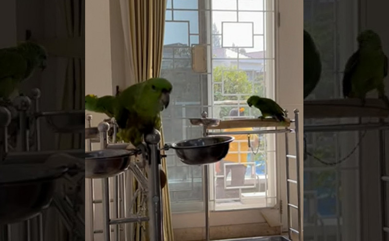 Παπαγάλοι τραγουδούν το Happy Birthday