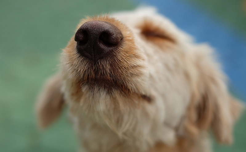 Νέα έρευνα: Οι αρσενικοί σκύλοι είναι πιο πιθανό να εμφανίσουν μεταδοτικό καρκίνο στη μουσούδα σε σχέση με τους θηλυκούς
