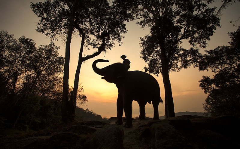 Ελέφαντας «τρελάθηκε» από τη ζέστη και έσκισε στα δυο τον ιδιοκτήτη του