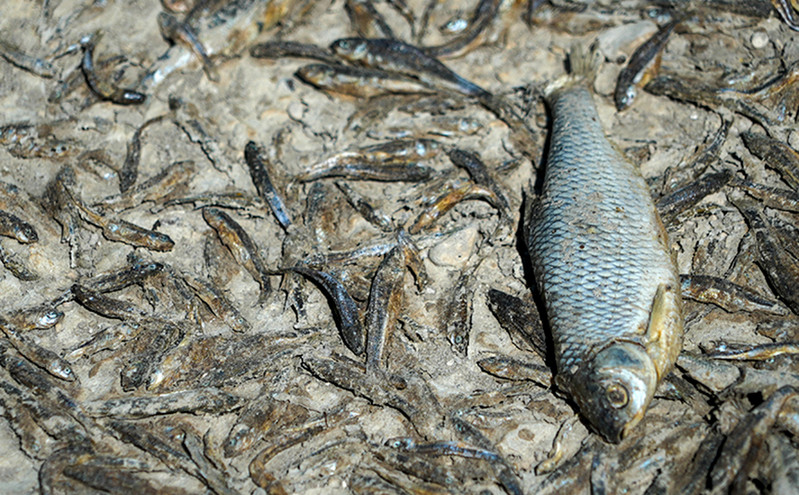 Οικολογική καταστροφή στη Γαλλία: Οκτώ τόνοι ψαριών πέθαναν σε λίμνη λόγω της ξηρασίας και των υψηλών θερμοκρασιών