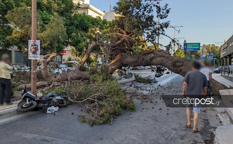 Κρήτη: Ο 51χρονος που σκοτώθηκε από το δέντρο πήγαινε να αλλάξει δώρα που του είχαν φέρει στη γιορτή του
