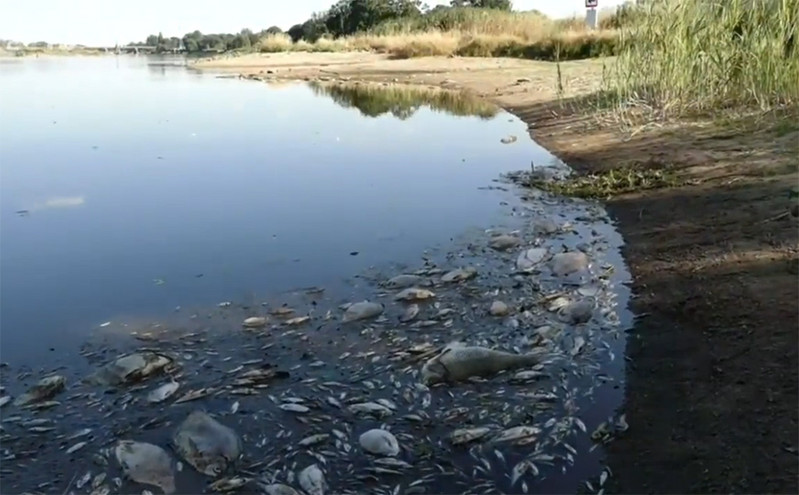 Πολωνία: Μαζικός θάνατος ψαριών στον ποταμό Όντερ &#8211; Εντοπίστηκε άγνωστη τοξική ουσία