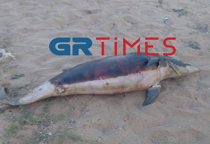 Δελφίνι εντοπίστηκε νεκρό σε παραλία της Χαλκιδικής