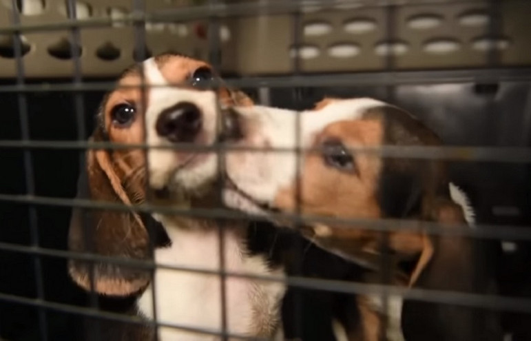 ΗΠΑ: Οι Αρχές έσωσαν 4.000 σκυλιά που προορίζονταν για πειράματα