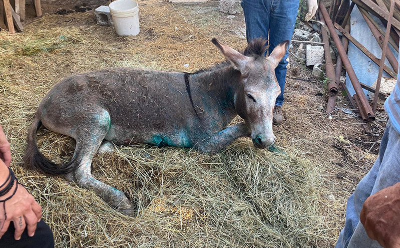 Γαϊδουράκι στη Ζίτσα: Σε ευθανασία οδηγείται το ζώο που κακοποιήθηκε &#8211; «Βασανίζεται από τα τραύματα που έχει»