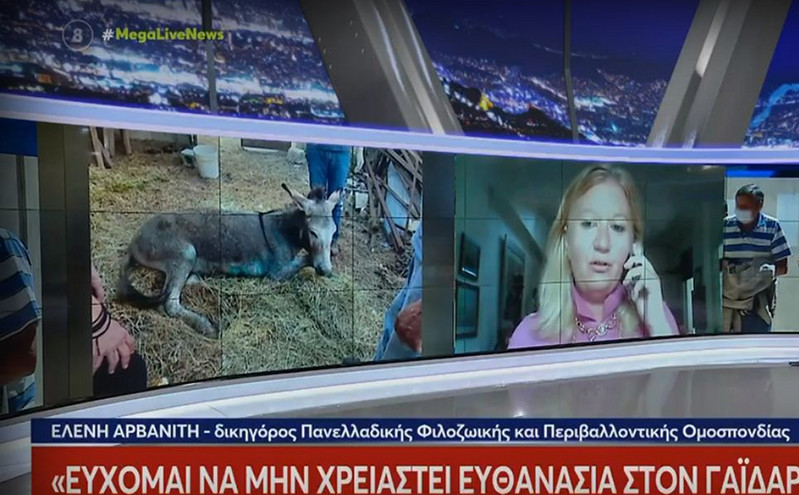 Γαϊδουράκι στη Ζίτσα: Απομακρύνεται από τη φάρμα το ζώο &#8211; «Ο γιατρός δήλωσε ότι δεν μπορεί να χειριστεί το περιστατικό»