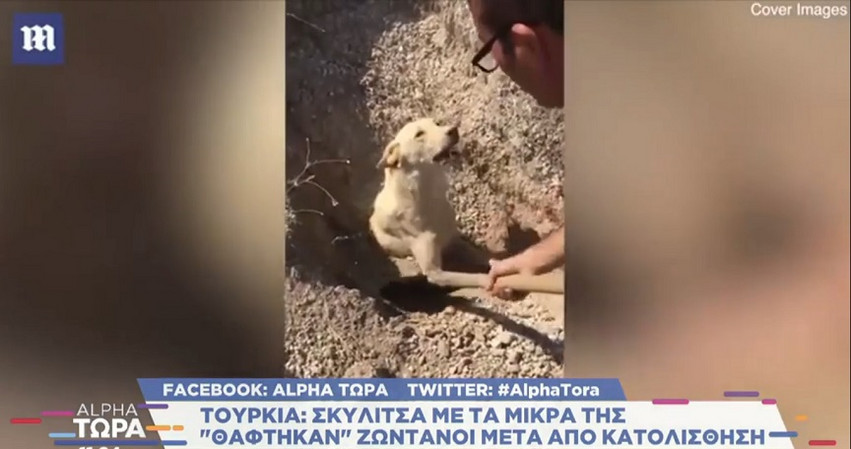 Τουρκία: Σκυλίτσα με τα μικρά της «θάφτηκαν» ζωντανά μετά από κατολίσθηση