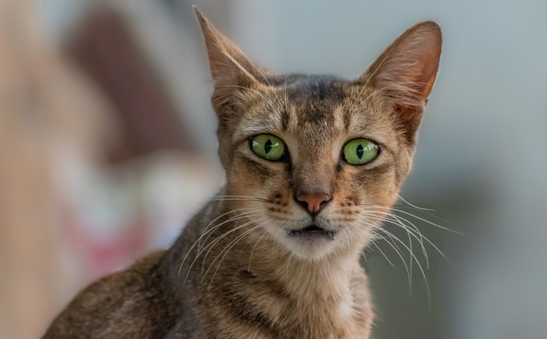Βιετνάμ: Ανακαλύφθηκαν 2.000 νεκρές γάτες που προορίζονταν για παραδοσιακή ιατρική