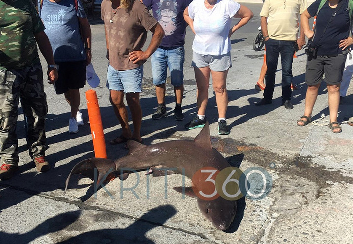 Κρήτη: Έπιασαν καρχαροειδές πάνω από 2 μέτρα – Δείτε φωτογραφίες