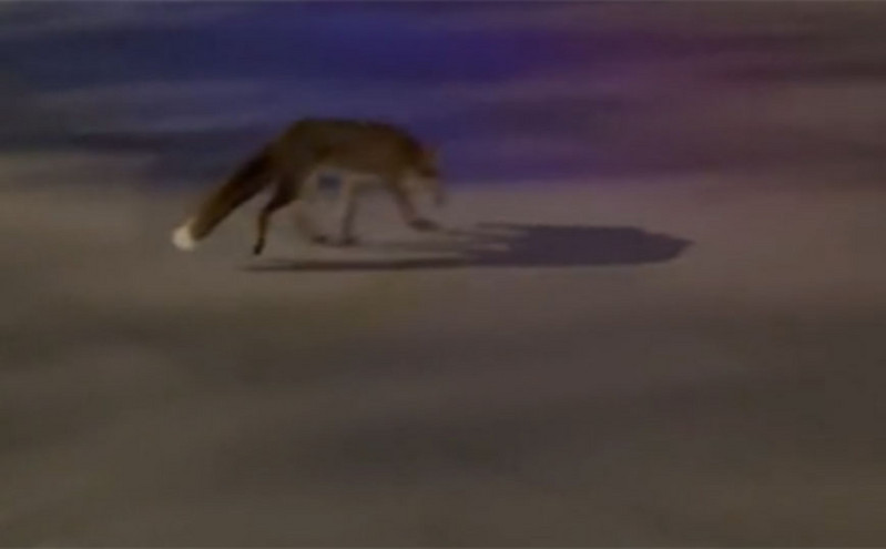 Γλυφάδα: Έβγαλε το σκύλο έξω και πέτυχε αλεπού να κόβει βόλτες στη μέση του δρόμου