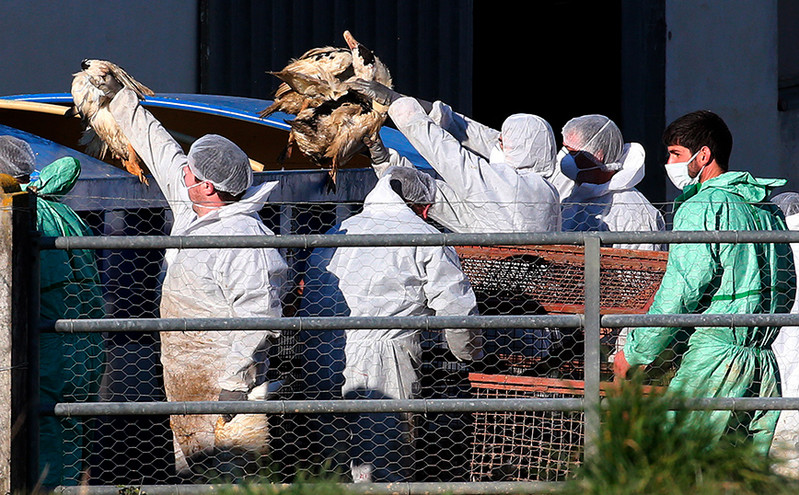 Ολλανδία: Θανατώνονται άλλα 300.000 πουλερικά εν μέσω επιδημίας γρίπης των πτηνών