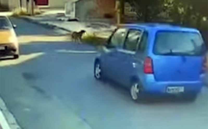 Σοκαριστικό βίντεο: Οδηγός στη Θεσσαλονίκη χτυπάει σκύλο με το αυτοκίνητο και τον παρατάει