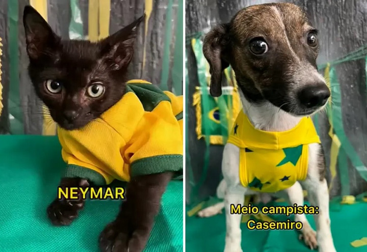 Μουντιάλ 2022: Φιλοζωική οργάνωση «βάφτισε» γατάκια και σκυλάκια με τα ονόματα των παικτών της Βραζιλίας