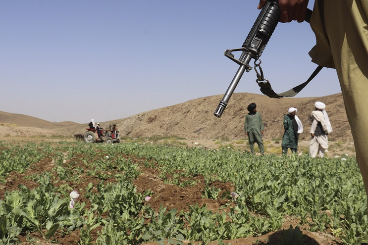 Αφγανιστάν: Αυξάνεται ραγδαία η καλλιέργεια παπαρούνας μετά την επιστροφή των Ταλιμπάν