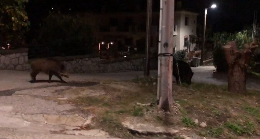 Θεσσαλονίκη: Αγριογούρουνα βγήκαν βόλτα στο Πανόραμα