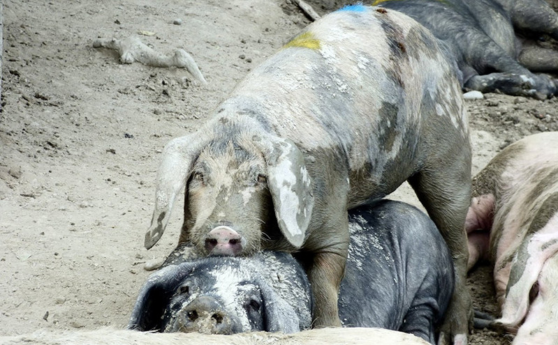 Και τα γουρούνια αντιδρούν όπως οι άνθρωποι: Kάποια μεσολαβούν ως ειρηνοποιοί στους μεταξύ τους τσακωμούς