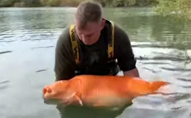 Βρετανία: Ψαράς έπιασε το μεγαλύτερο χρυσόψαρο &#8211; Ζυγιζει πάνω από 30 κιλά!