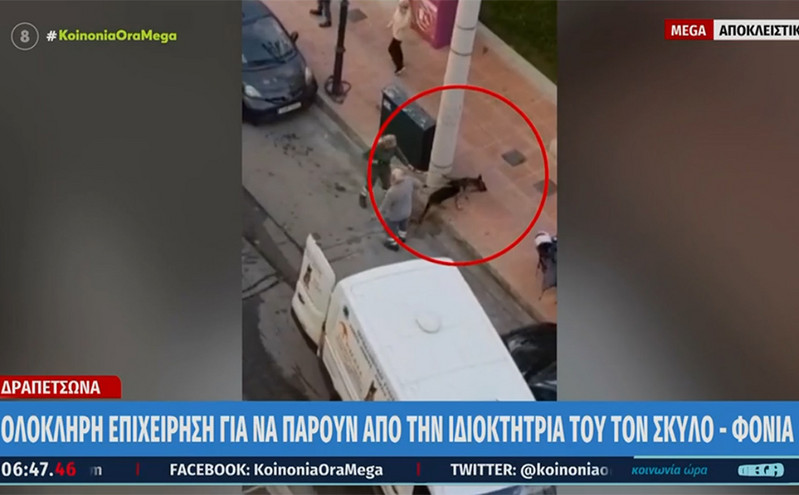 Δραπετσώνα: Συνελήφθη η ιδιοκτήτρια του λυκόσκυλου που κατασπάραξε το κανίς