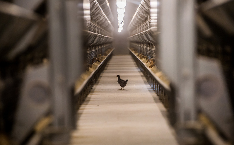 Γρίπη των πτηνών: Φάρμα στην Τσεχία ετοιμάζεται να θανατώσει 220.000 πουλερικά