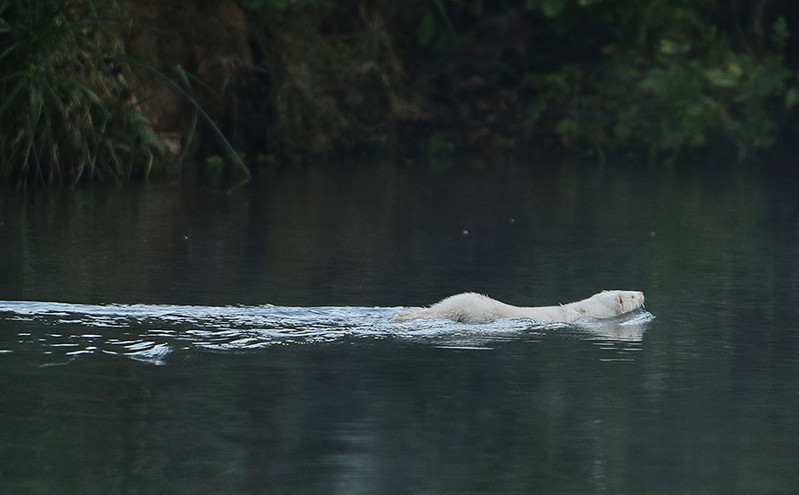 Μινκ εμφανίστηκε να κολυμπάει στον Κηφισό &#8211; Πώς βρέθηκε στο ποτάμι