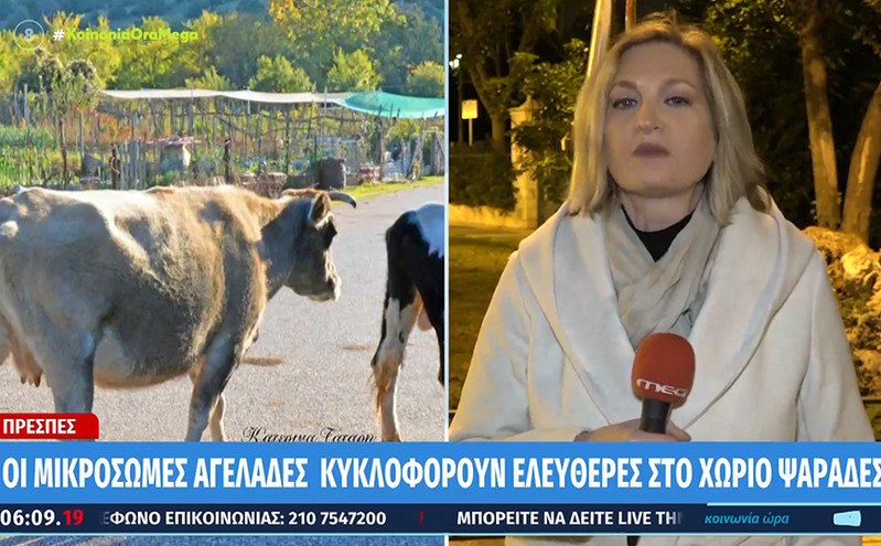 Μικρόσωμες αγελάδες περιφέρονται σε χωριό των Πρεσπών &#8211; Τραυματίστηκε κάτοικος