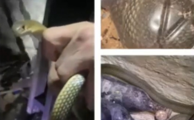 Βρήκαν τέσσερα φίδια σε κελάρι στη Θεσσαλονίκη