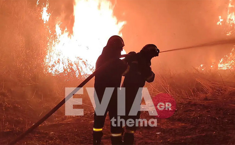 Μεγάλη η οικολογική ζημιά από τη φωτιά στα Ψαχνά Ευβοίας: Καταστράφηκαν πάνω από 40 στρέμματα υγροβιότοπου