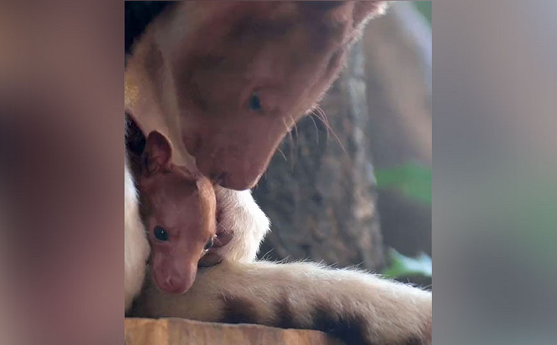 Βρετανία: Γεννήθηκε σε ζωολογικό κήπο σπάνιο είδος καγκουρό που απειλείται με εξαφάνιση