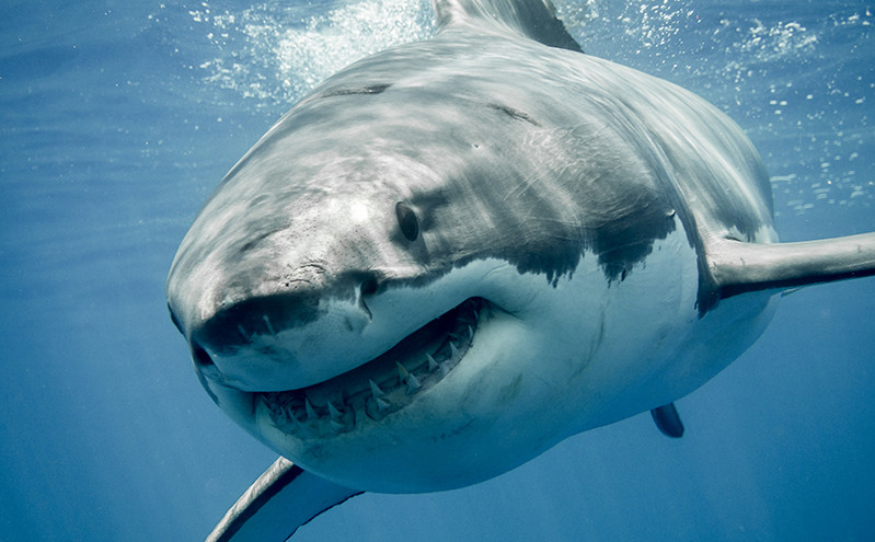 Μεξικό: Λευκός καρχαρίας αποκεφάλισε δύτη &#8211; Ψαράς είδε τη φρικιαστική επίθεση