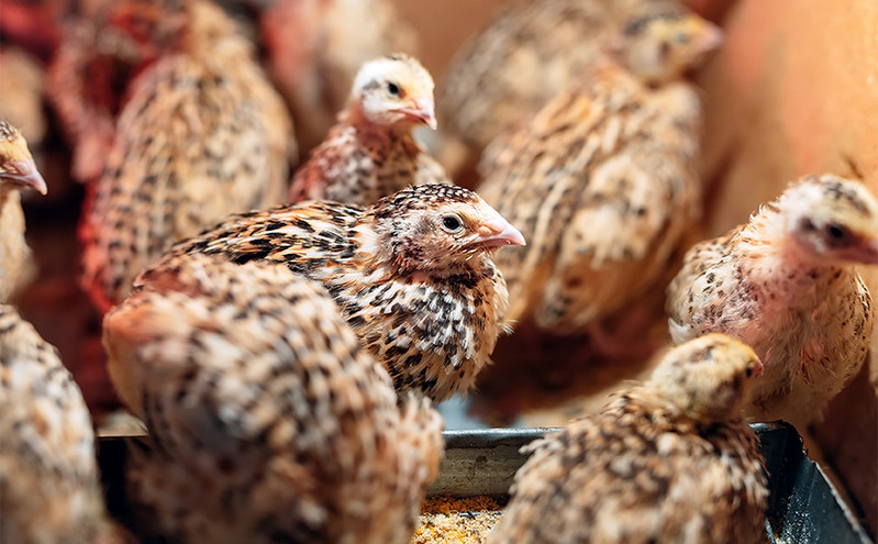 Θανατώνονται 25.000 ορτύκια στη Βουλγαρία και καταστρέφονται τα αυγά τους εξαιτίας της γρίπης των πτηνών