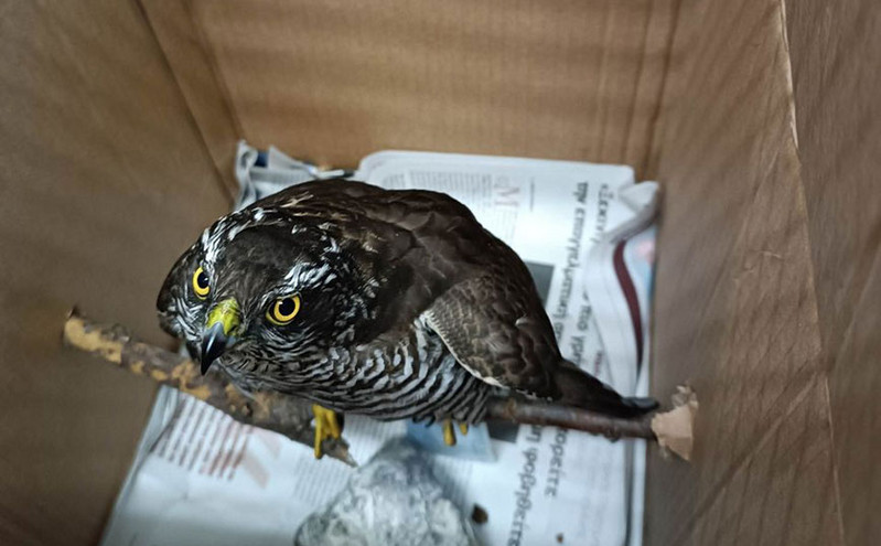 Θεσσαλονίκη: Αρπακτικά πουλιά φωλιάζουν στην πόλη – Ξεφτέρι βρέθηκε κολλημένο σε ξόβεργα