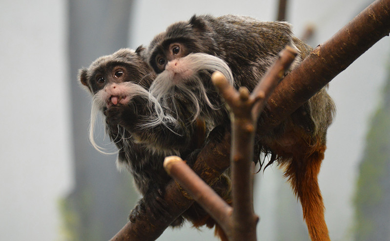 ΗΠΑ: Εξαφανίστηκαν μυστηριωδώς δύο σπάνιοι πίθηκοι από ζωολογικό κήπο