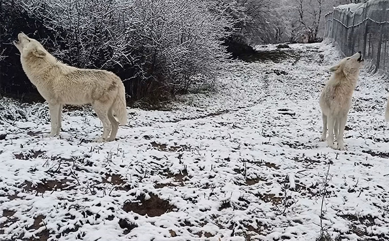 Εντυπωσιακό βίντεο του Αρκτούρου: Η κραυγή των λύκων στα πρώτα χιόνια