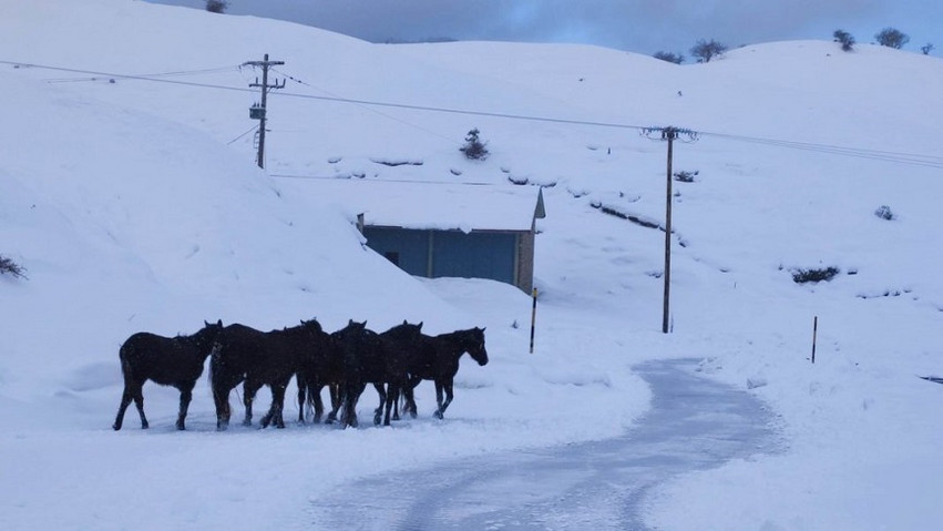 Μέτσοβο: Εντυπωσιακές εικόνες με άγρια άλογα μέσα στα χιόνια να ψάχνουν για τροφή