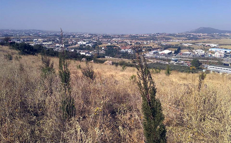 Η Θεσσαλονίκη αποκτά περιαστικό δάσος αναψυχής με 300.000 δέντρα