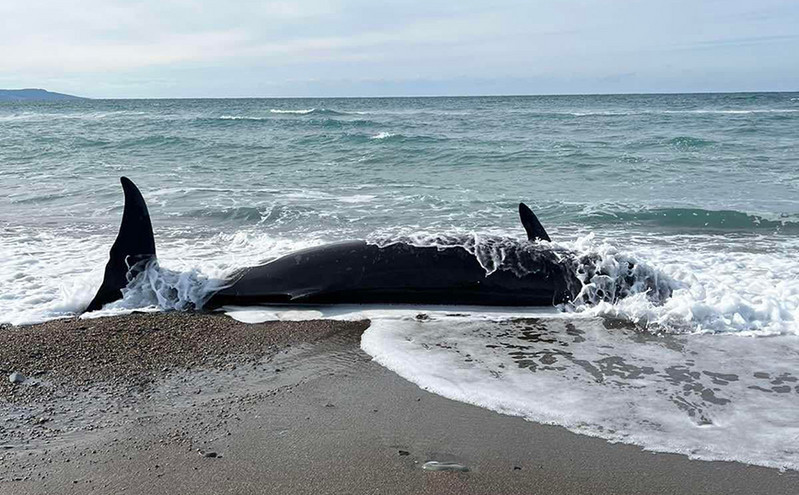 Τέσσερις φάλαινες ξεβράστηκαν στην Κύπρο &#8211; Το φαινόμενο ίσως σχετίζεται με τους σεισμούς στην Τουρκία
