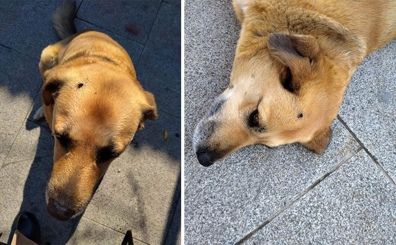 Αποτροπιασμό προκαλεί η εικόνα ενός αδέσποτου σκύλου με σημάδι από σβησμένο τσιγάρο στο κεφάλι του