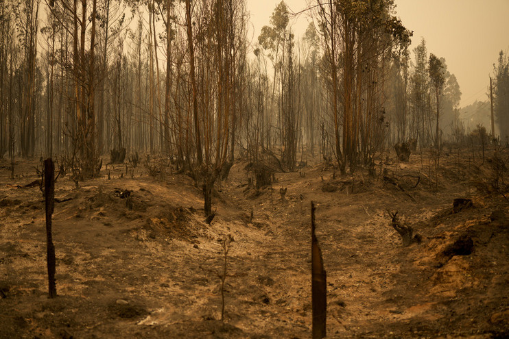 Δεκάδες νεκροί και εκατοντάδες τραυματίες από τις δασικές πυρκαγιές στη Χιλή εν μέσω καύσωνα