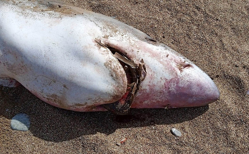 Καρχαρίας ξεβράστηκε σε παραλία της Κισάμου